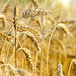 Зернові, технічні